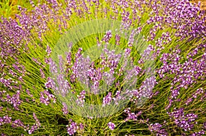 Lavender flowers blooming in field