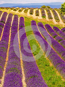 Lavender flowers blooming field in France