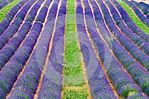 Lavender flowers blooming field in France