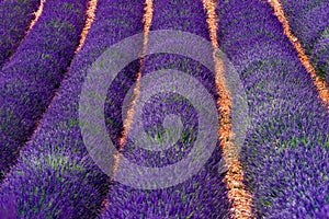 Lavender flowers blooming field in France