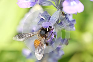 Lavender flowers blooming in the garden and the bees collect nectar.