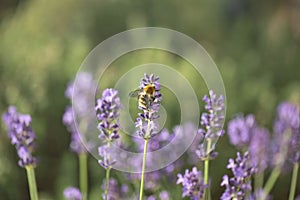 lavender flowers blooming in a garden and honey bee