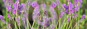 lavender flowers blooming in a garden and honey bee collecting pollen