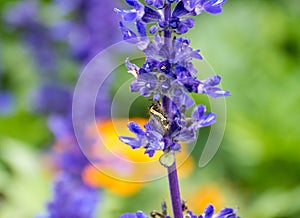 Lavender flowers blooming in the garden