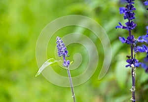 Lavender flowers blooming in the garden