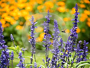 Lavender flowers blooming in the garden