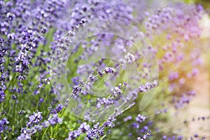 Lavender Flowers blossom in Hokkaido