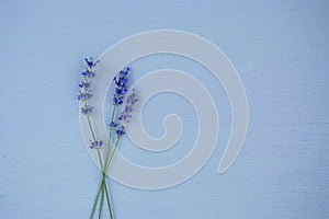 Lavender flowers on the blue wood background