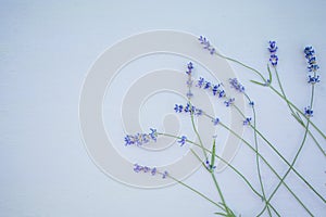 Lavender flowers on the blue wood background