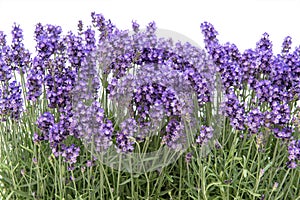 Lavanda fiori frontiere bianco 