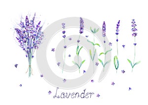 Lavender flowers, bouquet, lettering purple green watercolor set isolated on white background