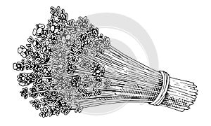Lavender Flowers Bouquet vector. Outline illustration of floral plant. Black line art of lavanda branches. Linear
