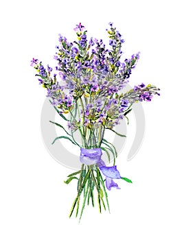 Lavender flowers bouquet. Watercolor floral botanical illustration