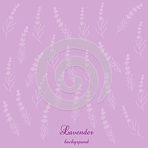 Lavender flowers bsckground