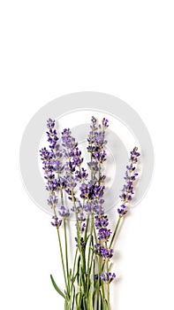 Lavender flowers. Bunch of blooming lavender