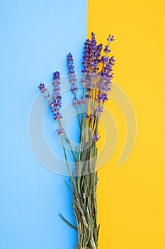 Lavender flowers. Bunch of blooming lavender