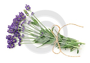 Lavender Flowers Bunch Isolated On White Background