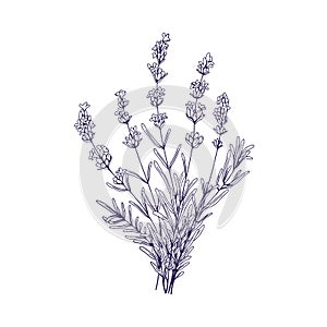 Lavender flowers bunch. Outlined botanical retro drawing of lavanda bouquet. Engraved floral plant, lavandula stems