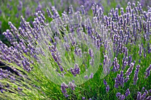 Lavender photo