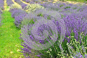 Lavender photo