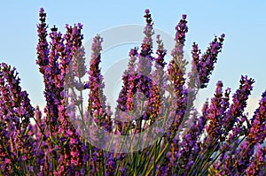 Lavender photo