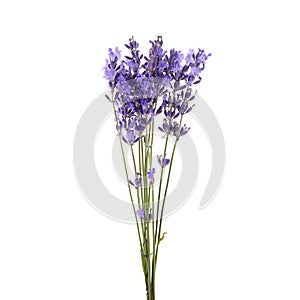 Lavender flowers bunch tied isolated on white background