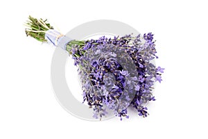 Lavender flowers bunch tied isolated on white background