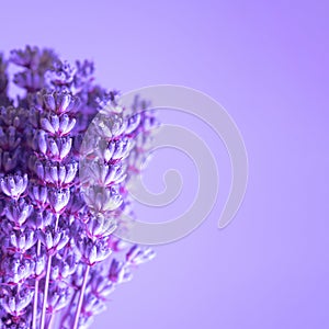 Lavender flowers in a bunch on a violet pastel background.