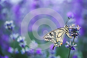Lavender flowers with buterfly photo