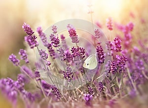 Lavender flowers and butterfly