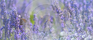 Lavender and butterfly and bee photo