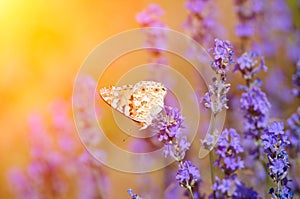 Lavender flowers and a butterfly on the field under the rays of the sun