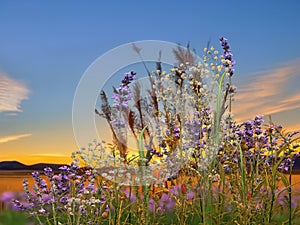 Lavender  flowers chamomile and lavender verbs and grass on meadow field at sunset nature landscape