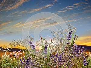 Lavender  flowers chamomile and lavender verbs and grass on meadow field at sunset nature landscape