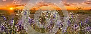 lavender flowers chamomile and lavender verbs and grass on meadow field at sunset nature landscape panorama banner