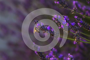 Lavender flowers close up.