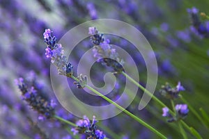 Lavender flowers close up.