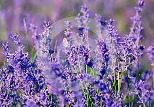 Lavender flowers close up.