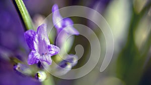 Lavender flowers close-up