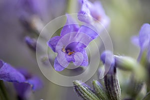 Lavender flowers close-up