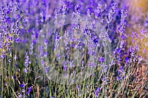 Lavender flowers close-up background