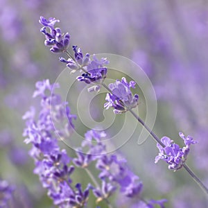 Lavender flowers close-up on a blurry background of blooming purple flowers. Flowering lavender background. Soft focus