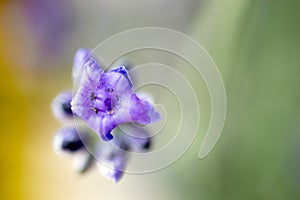 Lavender flowers close-up  macero phortograph