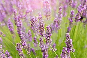 Lavender flowers closeup