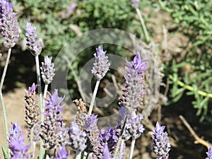 Lavender flowers closeup with blurred background.