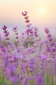 Lavanda flores detallado 