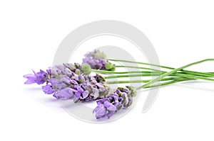 Lavanda flores 