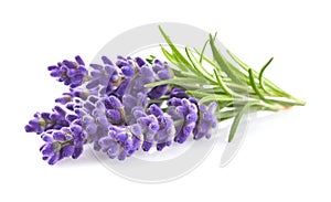 Lavender flowers photo