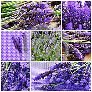 Lavender flowers collage