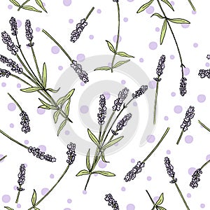 Lavender flowers colored seamless vector pattern sketch style. Bunch of purple Lavandula flowers in bloom